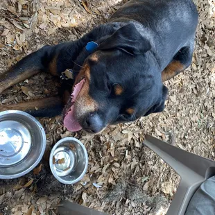 Zeus in the Mulch with a nice cool drink