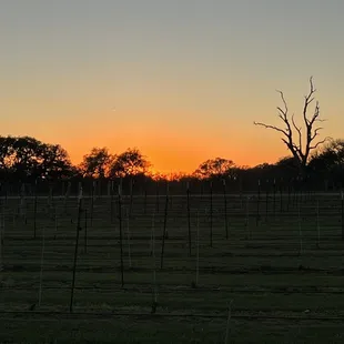 Sundown @ Whistling Duck Winery