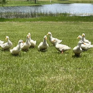 Ducks at the pond