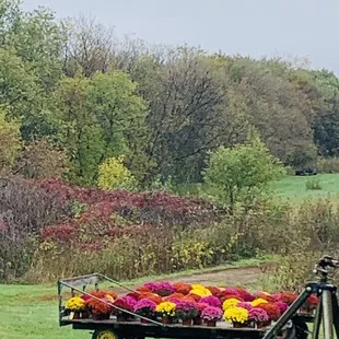 a wagon full of flowers
