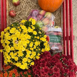 We also grabbed a pumpkin and some mums