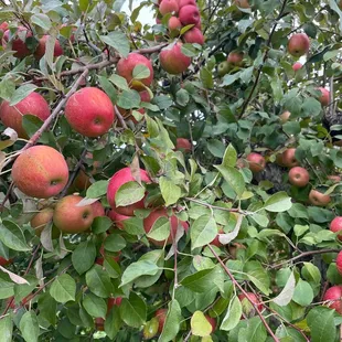 The best apples in the orchard - can't remember the variety (possibly sweet tango)