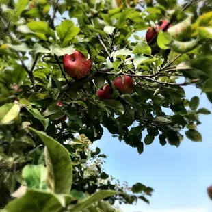 Trees loaded with bountiful beauties.