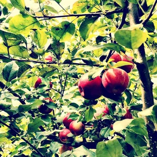 Beautiful honey crisp apples