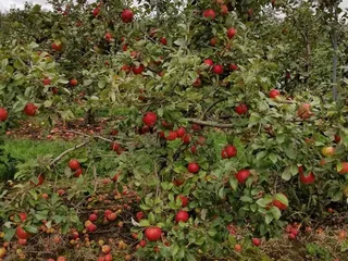 Rush River Orchard and Bakery