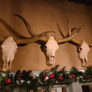 These longhorns jingled themselves to death!