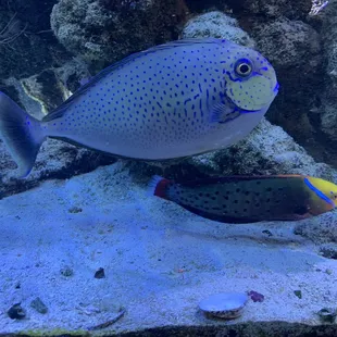 a blue and yellow fish