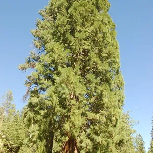 Our &quot;young&quot; Giant Sequoia in our front yard is about 75 yrs. old.