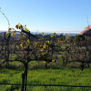 Wine Country