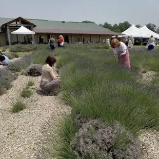 Pick your own lavender