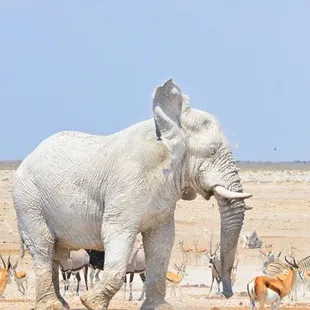a herd of antelope in the background