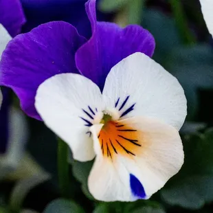 Beautiful flowers and plants here!