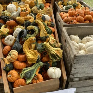 gourds and squash