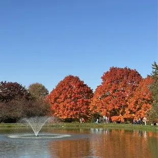 Pretttyyyyy lake on the property