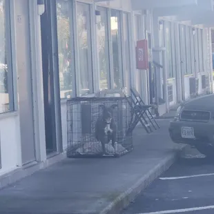 Illegally housing pitbulls in hotel.room.that I pay I to stay at this dog is barking and trying to bite me. Through the little.cage