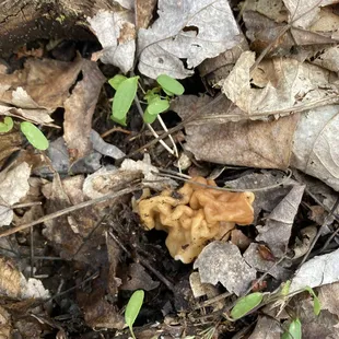 False morel, but it is a rich spot in terms of the trees that generate morel spots