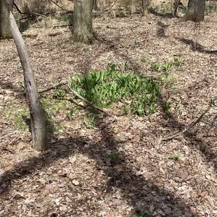 Ramps