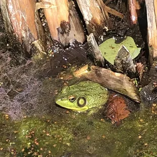 Frog in a pond in the gardens