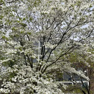 Spring!