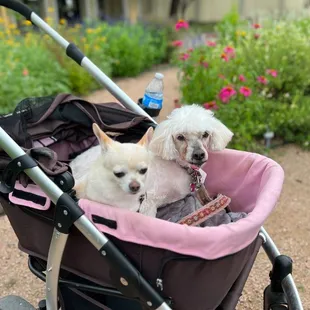The babies taking in the colorful flowers outside the bathhouse.