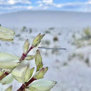 Yucca flowers as a rest area for dragonfly