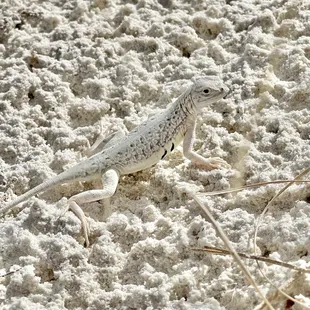 Beautiful and quite striking