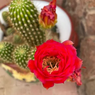 Beautiful flowers