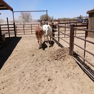 Many horses for all