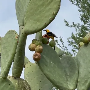 The tree that brings all the birds to the yard