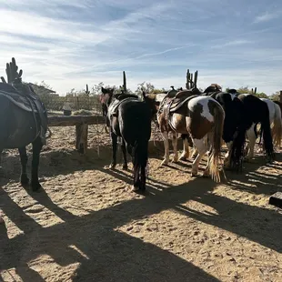 Horses lined up ready to saddle up!