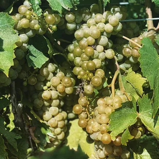 Seyval grapes