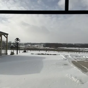 Winter view of grape vines