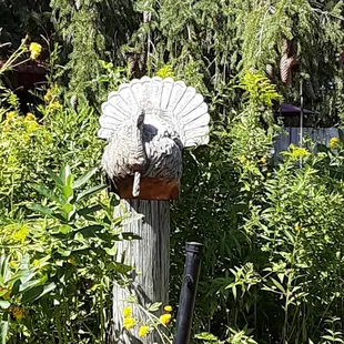 The hand carved White Turkey beneath a beautiful, old pine tree.