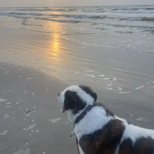 Lil Miss Freya's first time on the beach!