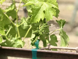 Diamond Express Limo