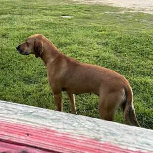 A sweet dog came over to us. (Owners neighbors dog) 3.28.24