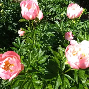 Peony Fest