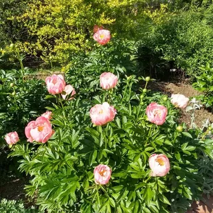Peony Fest