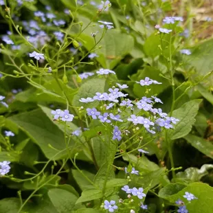Forget-Me-Not.