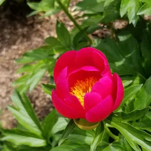 Another gorgeous peony.