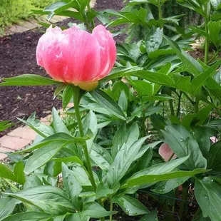 Peony Festival