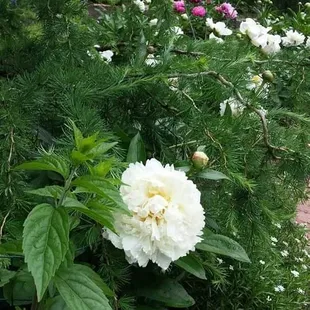 Peony Festival