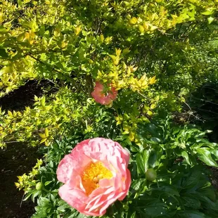 Peony Fest