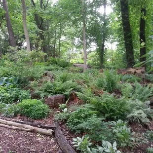 Woodland garden.