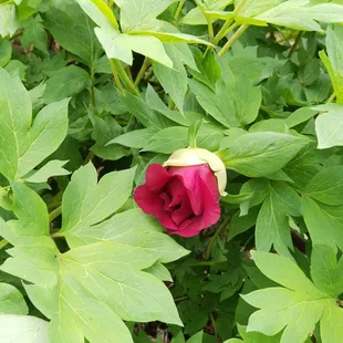 Can&apos;t believe that&apos;s not a rose!  It&apos;s a peony.