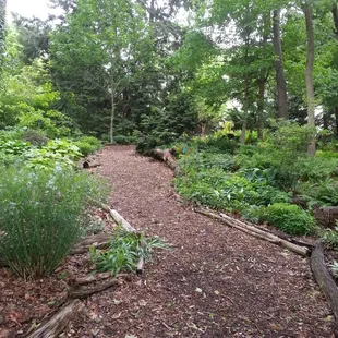 The meandering path in the woodland garden.