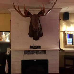 a moose&apos;s head mounted on the wall