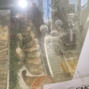 The only reason I come here fan tail Shrimp