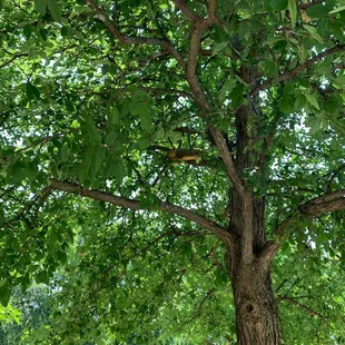 Beautiful trees