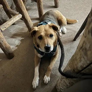 My adorable dog excited about her steak